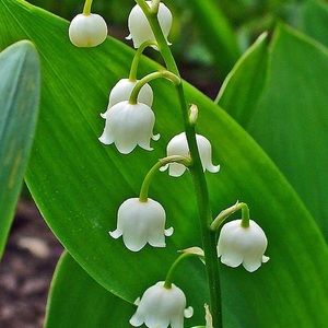 Meet your Posher, Racheal